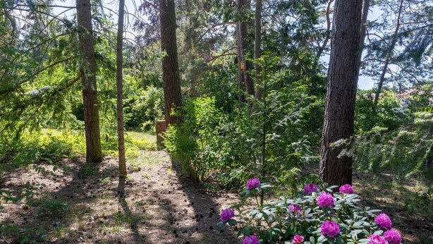 A forested area with a dirt path, trees, and purple flowers. - Holiday Home 'Krohse' with Shared Garden and Wi-Fi (Potsdam)