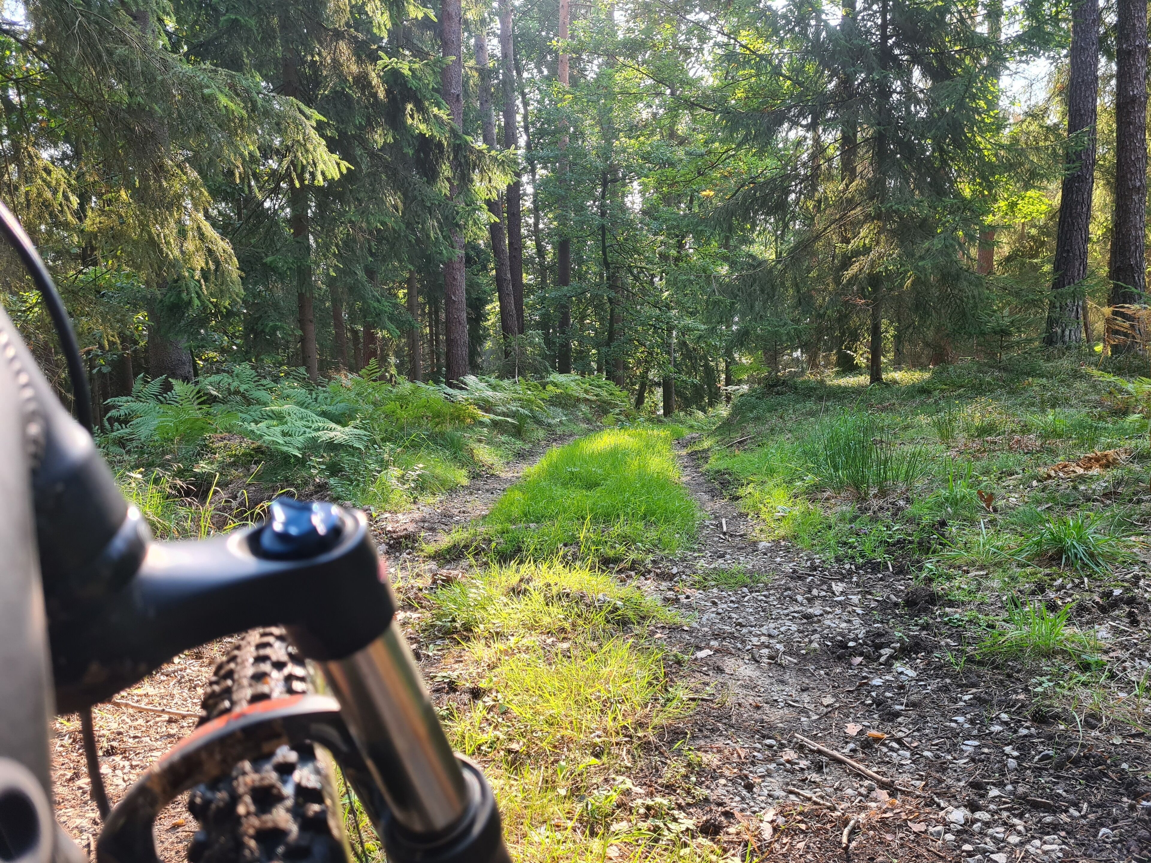 A forest trail with a bicycle in the foreground.