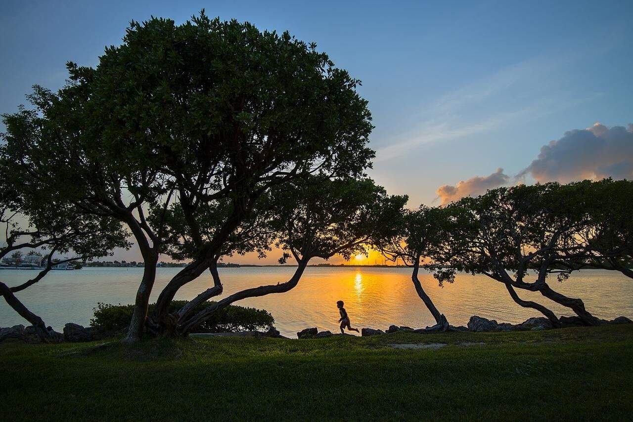 A sunset view with a large tree and a child running by the water.