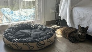 A cat bed with bone patterns, a window with curtains, and a chair outside. - Charming house in Bale -Leymen - Your perfect home for your pets (Leymen)