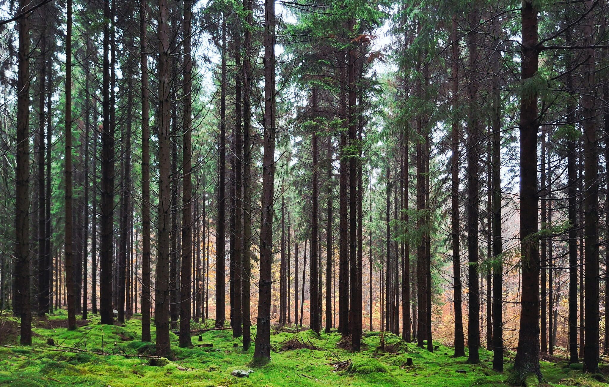 Un bosque denso con árboles altos y suelo cubierto de musgo.
