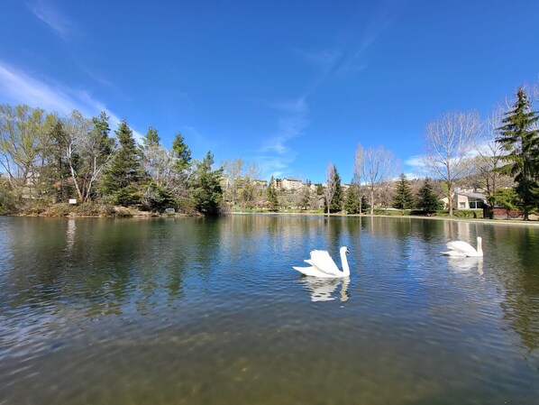 A calm lake with swans, surrounded by trees and buildings. - Ideal Apartment in Osséja (Osséja)