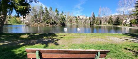Un parque con un lago, un banco y árboles.