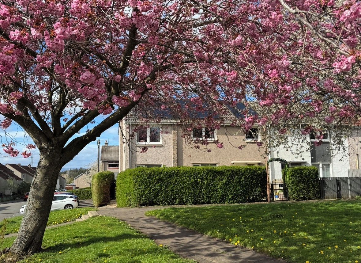A residential area with a tree in full bloom, a pathway, and a building with a visible window and door.