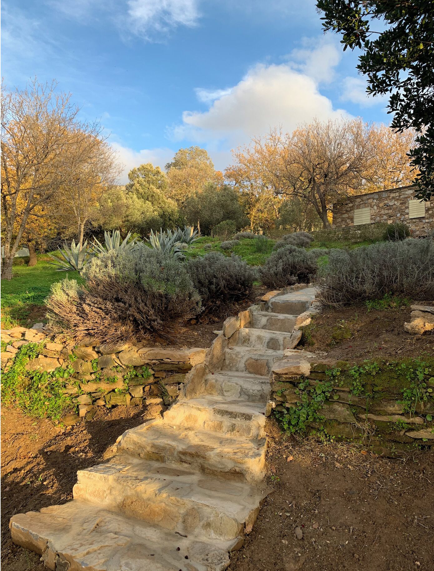 A stone staircase leading up a hill, surrounded by various shrubs and trees.