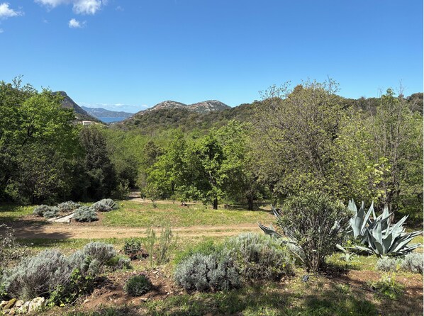 Eine natürliche Landschaft mit Bäumen und Bergen im Hintergrund.