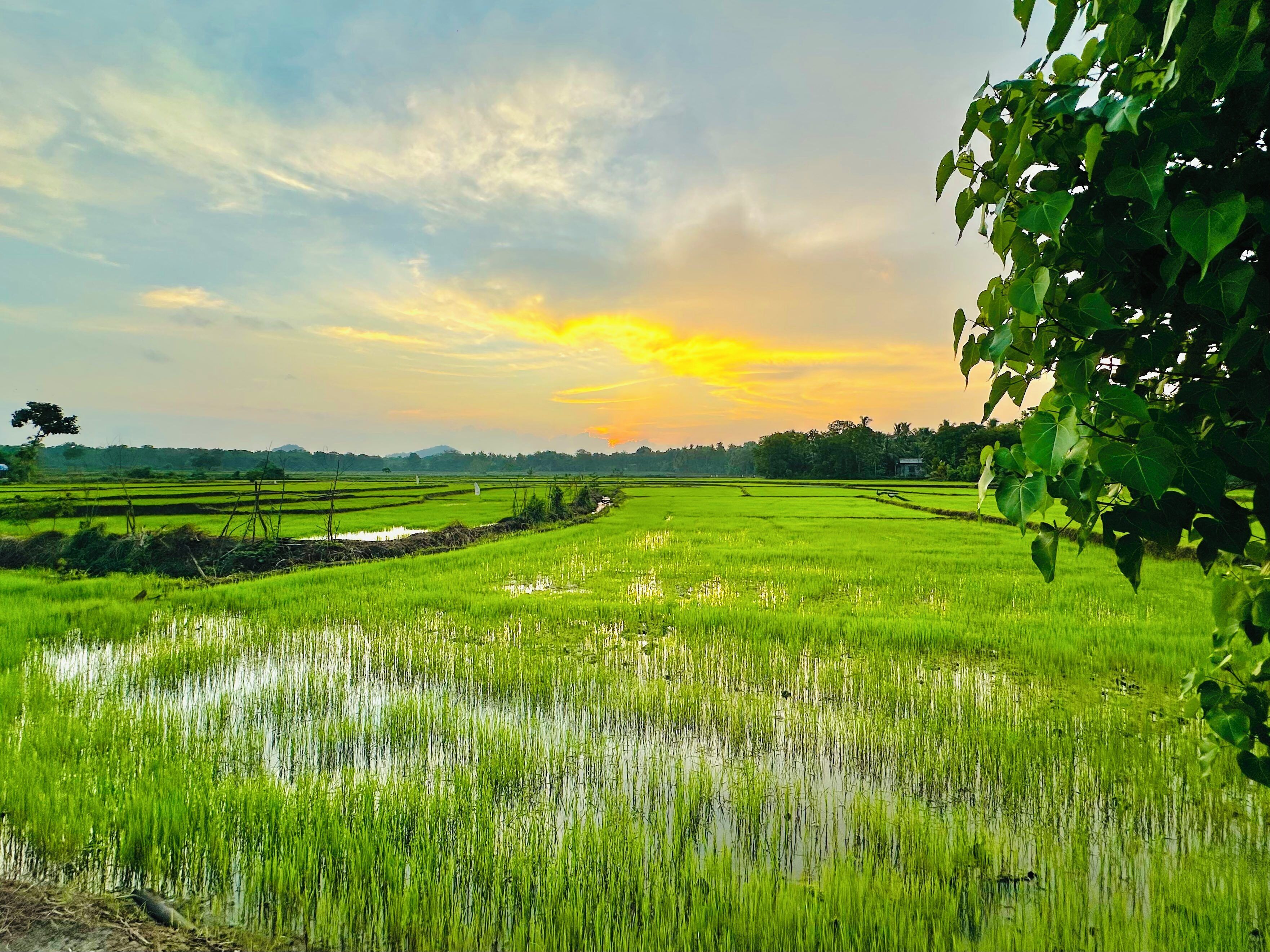 A landscape of green rice fields with a tree in the foreground and a cloudy sky.