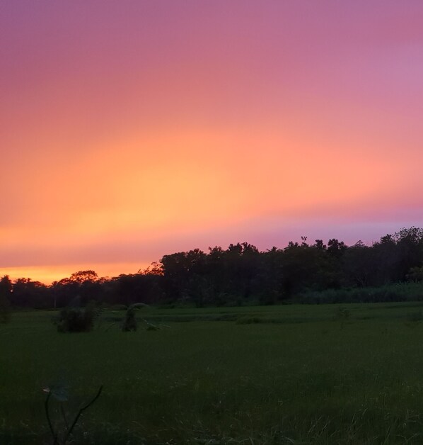 A sunset over a grassy field with trees in the distance.