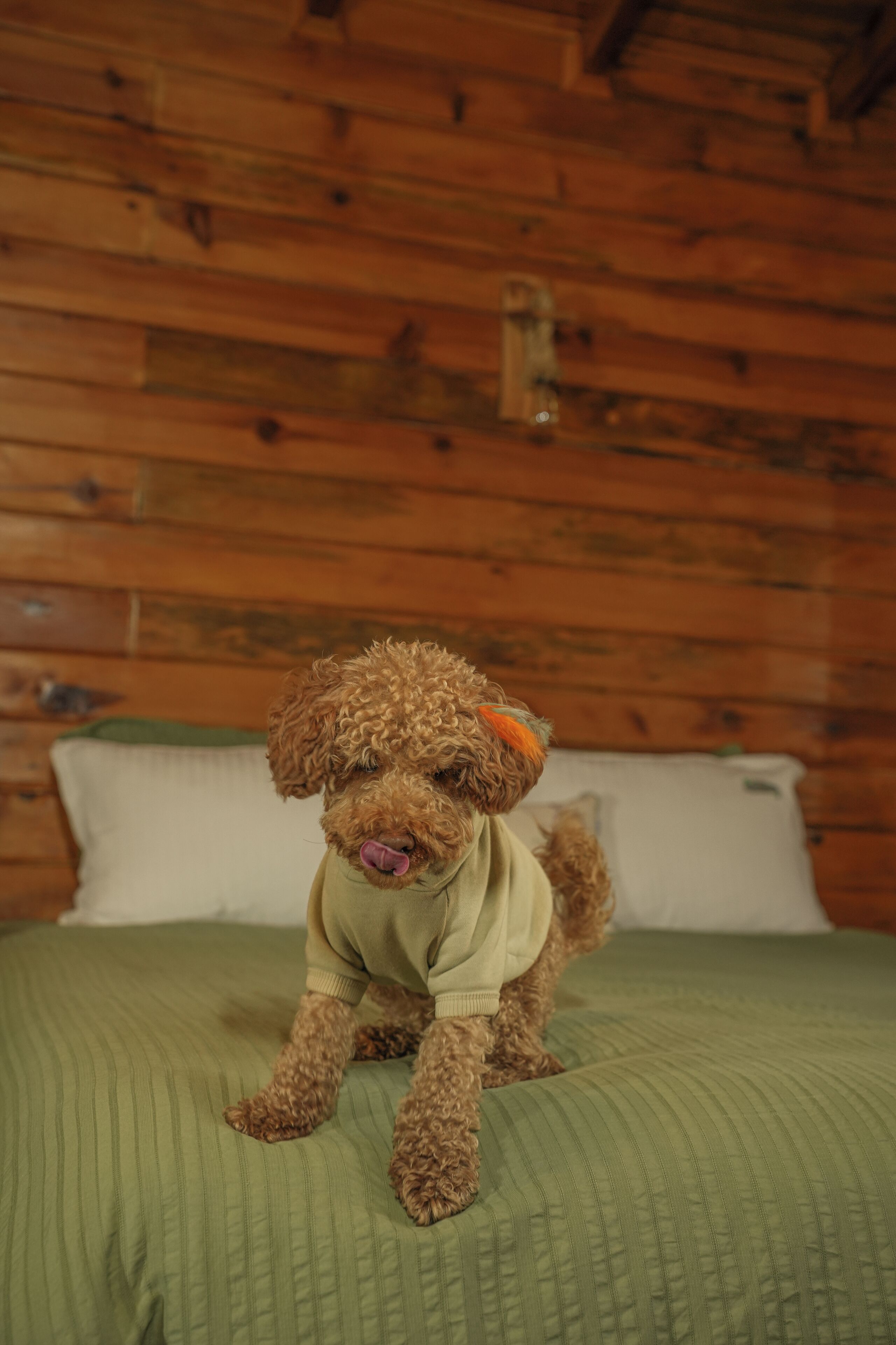 Un perro pequeño de pelaje rizado y color café sentado sobre una cama verde en una habitación de madera.