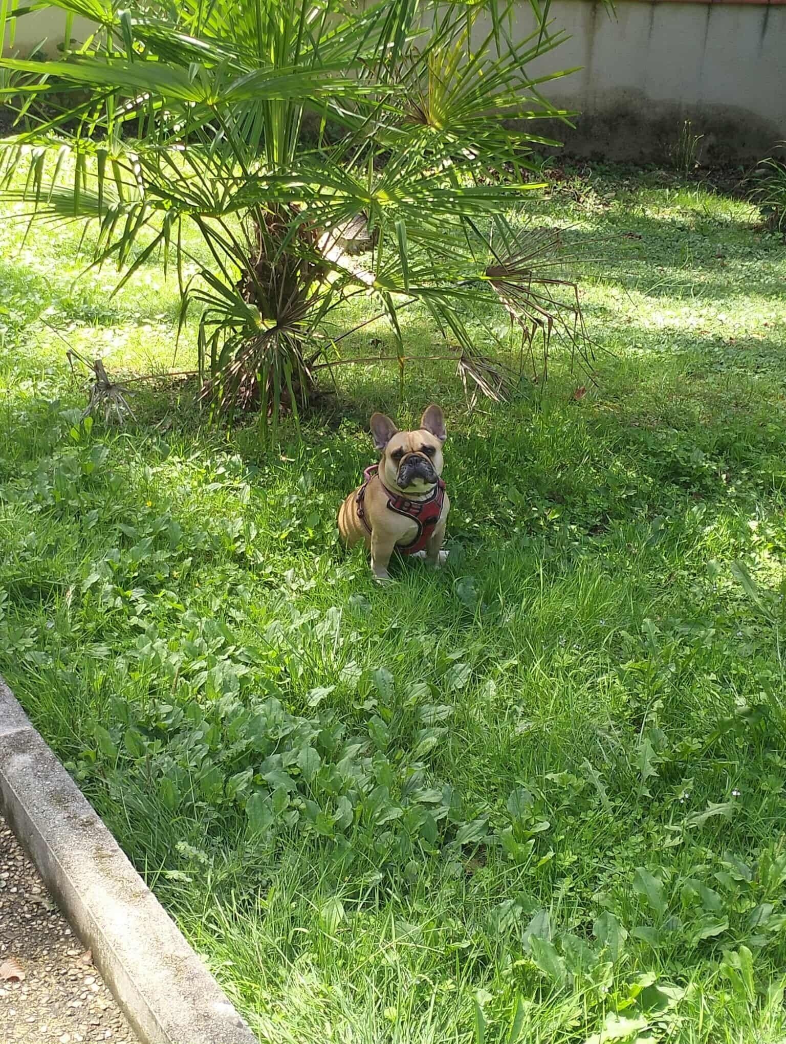 Un chien assis sur l’herbe, avec une plante à proximité.