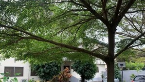 A building with a paved entrance, surrounded by potted plants and trees. - Super Powered Mansion  Room 24hr AC & Power (Ikeja)