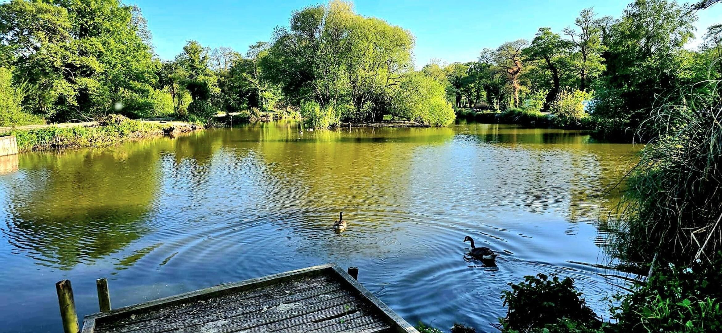 Ein stiller See mit einer hölzernen Anlegestelle, die sich ins Wasser erstreckt, umgeben von üppiger Vegetation und Bäumen.