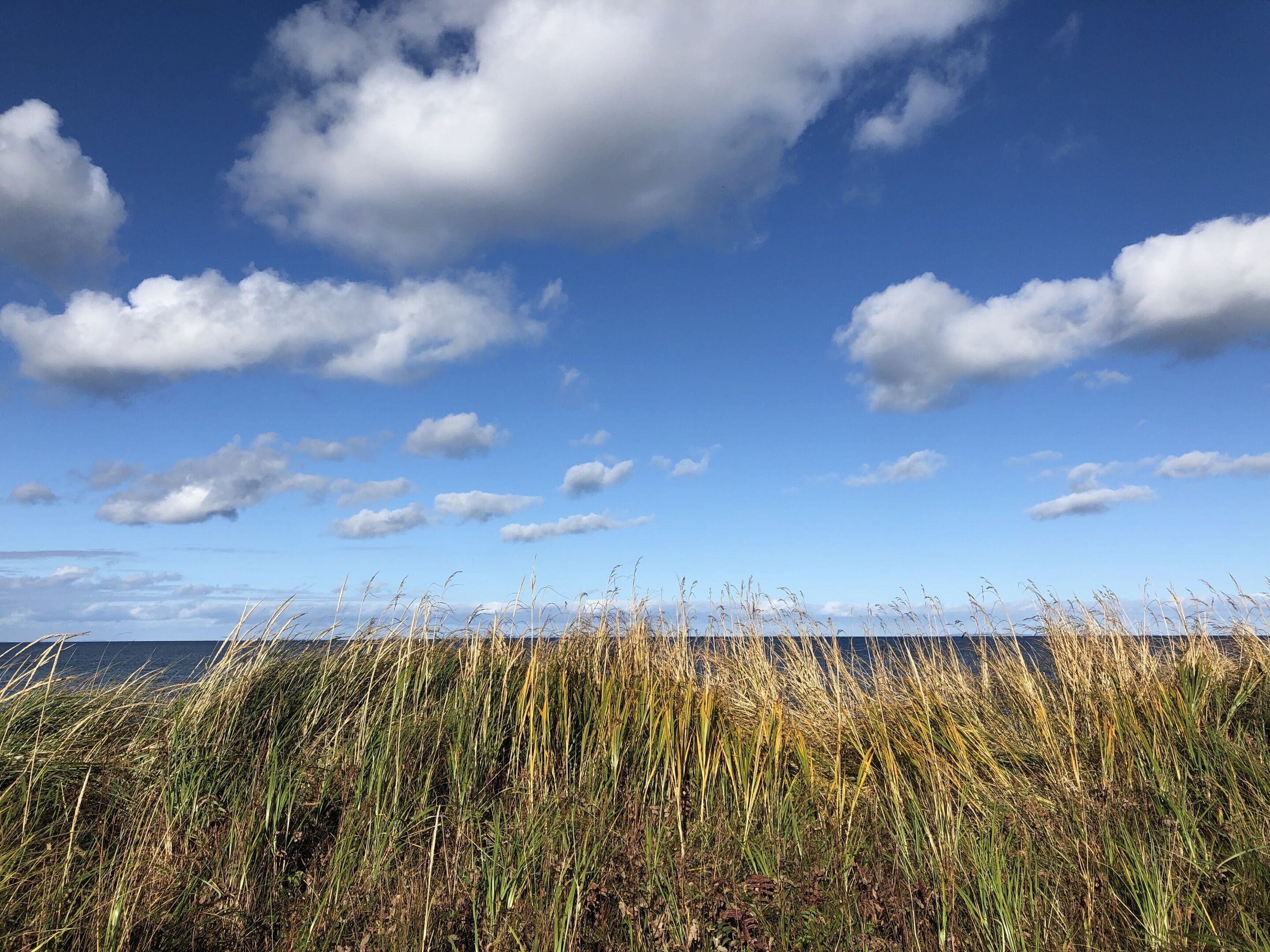 A coastal landscape with tall grasses and a clear sky.