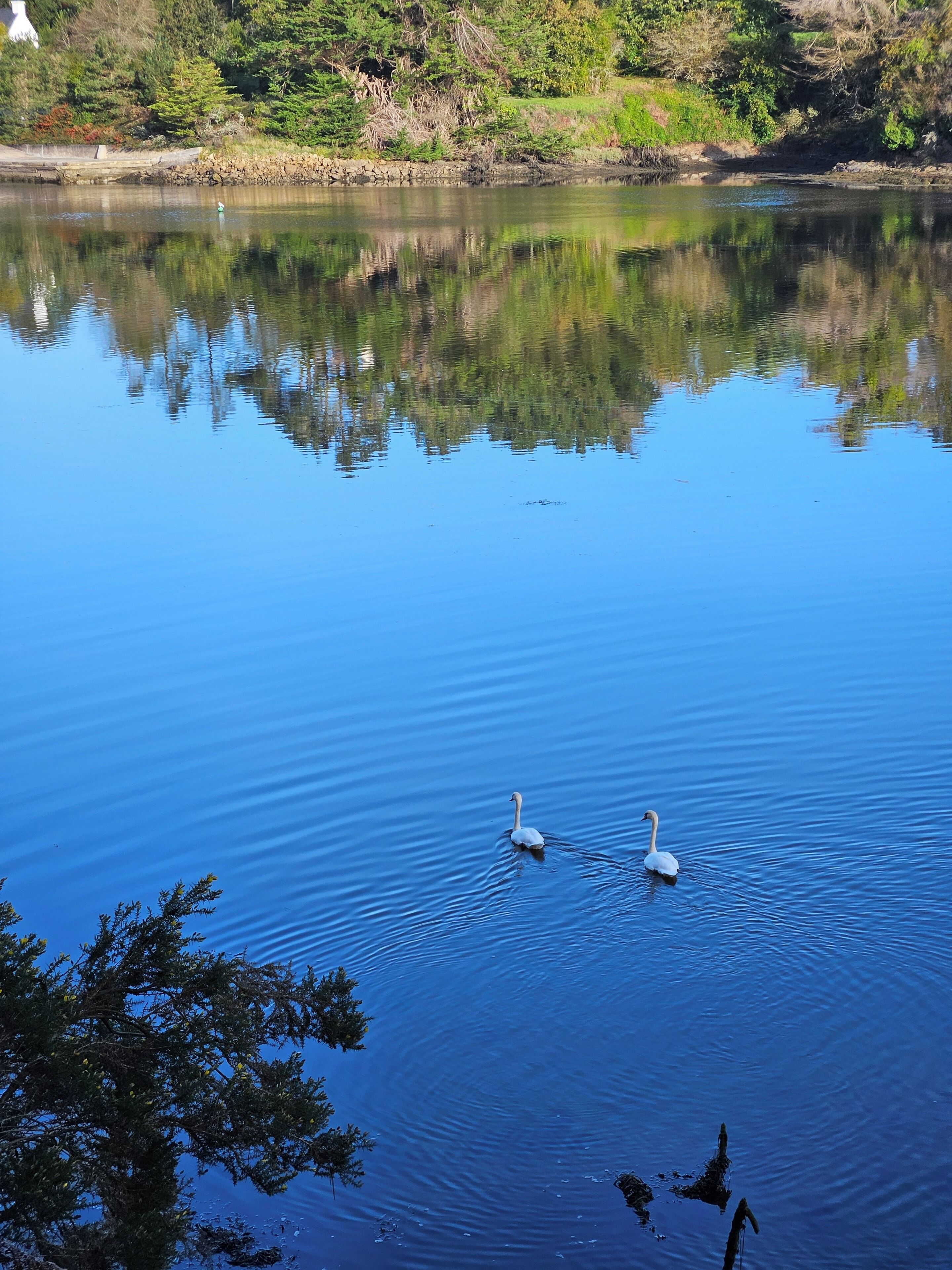 A calm lake with swans swimming, surrounded by trees and a stone wall.