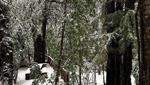 A snow-covered forest with a wooden deck and benches. - House in Huilo Huilo, The Refuge of Fairies and Elves (Neltume)