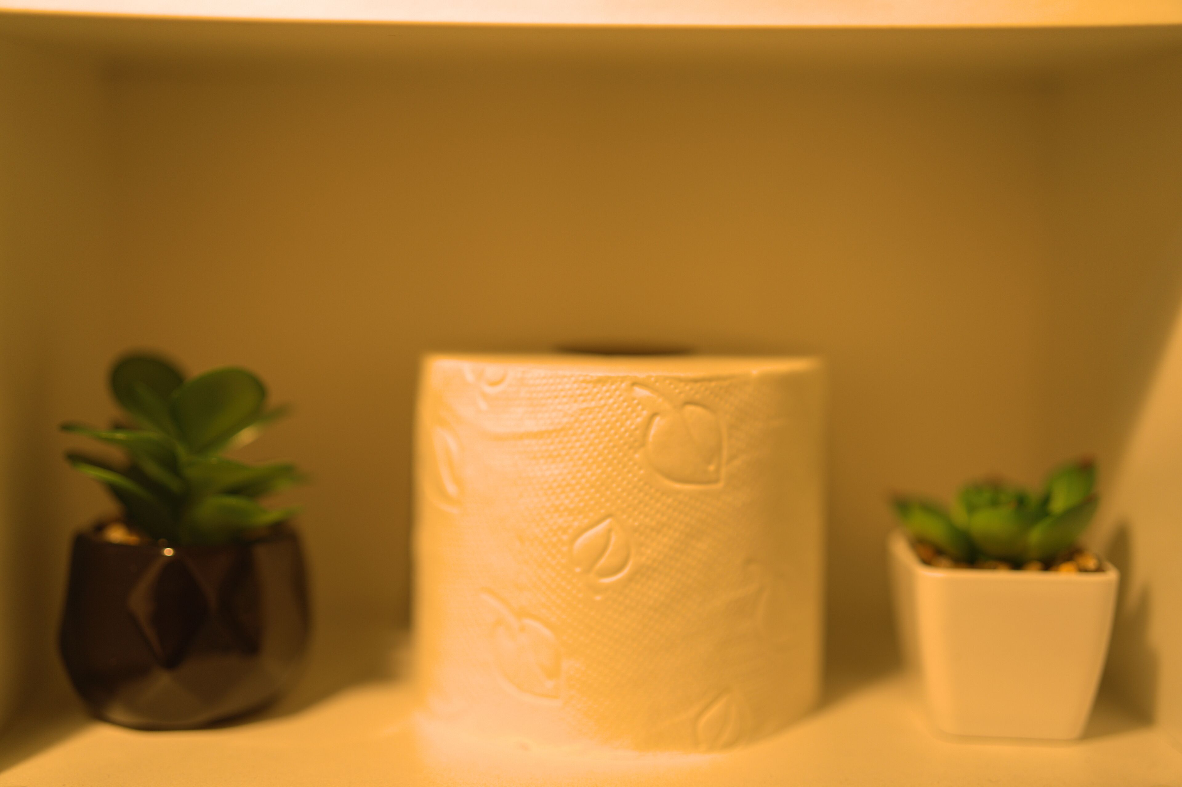 Un rouleau de papier toilette, deux plantes en pot et un mur blanc.
