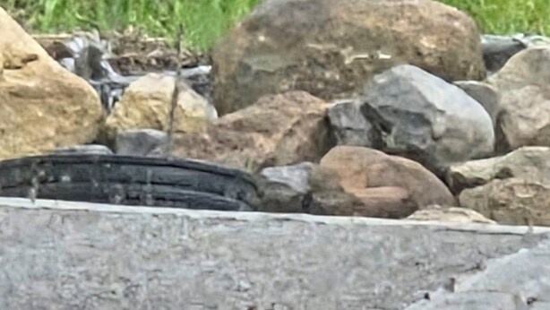 A chipmunk on a concrete surface with rocks and grass in the background. - Charming, quiet 1-bedroom house in welcoming Brockport (Brockport)