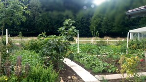 Un jardí amb diverses plantes i una tanca blanca.
