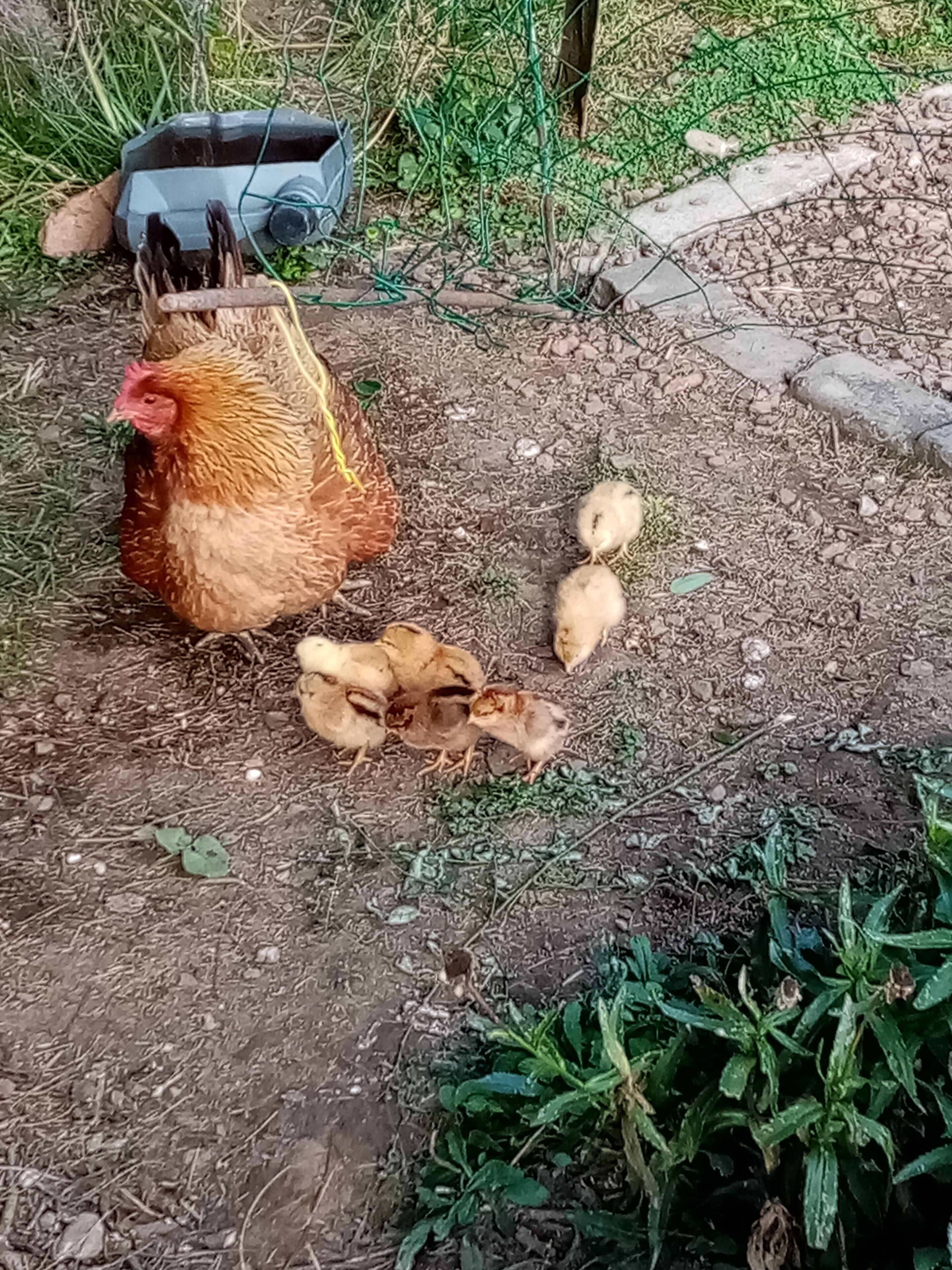 A chicken with chicks on a dirt ground with some greenery and a blue object nearby.