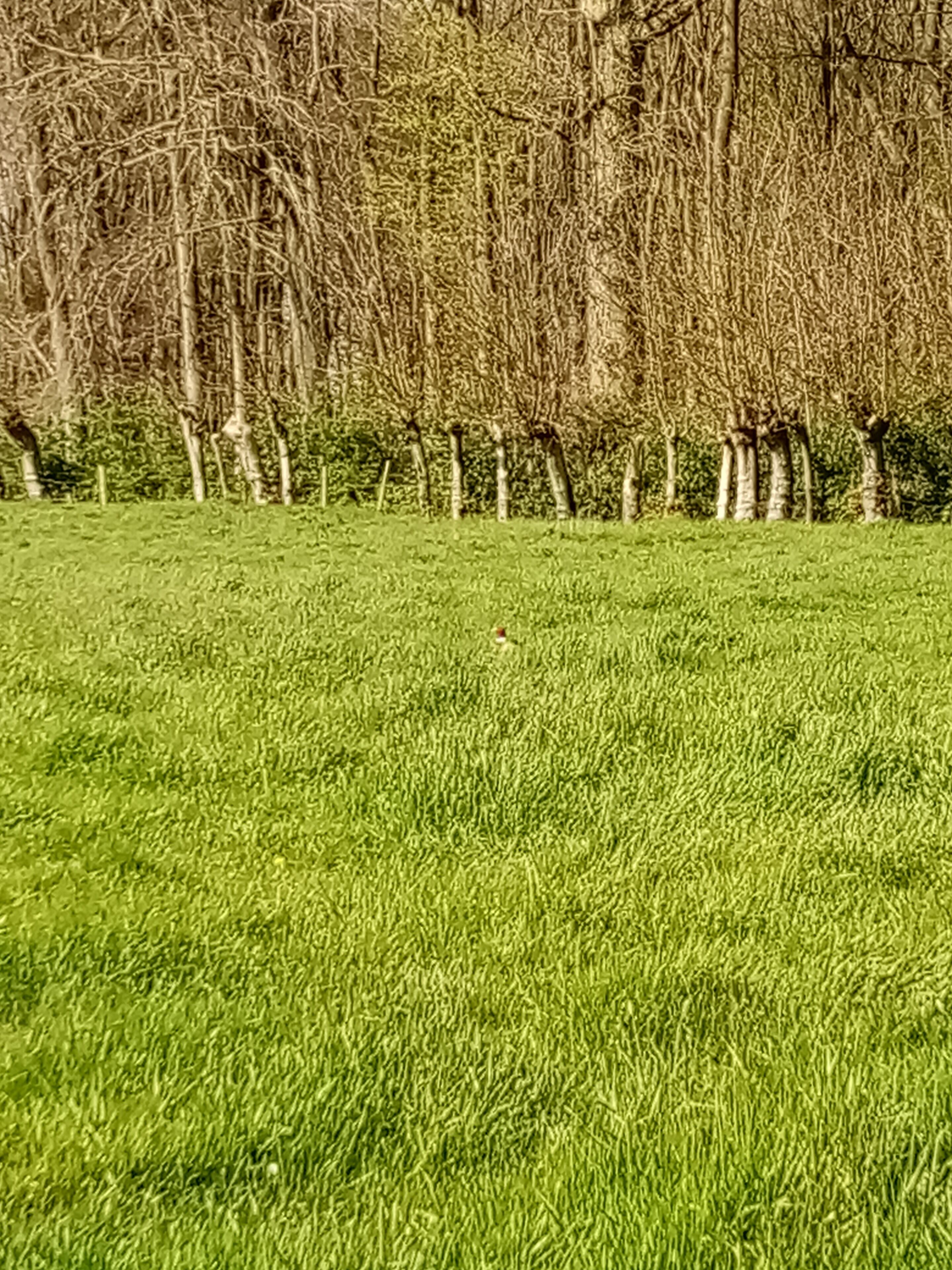 A grassy field with a row of trees in the background.