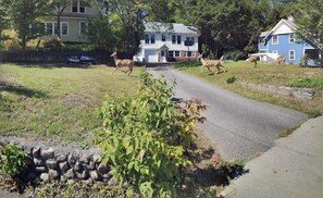 A residential street with houses on either side, a stone wall, and a grassy area with deer.