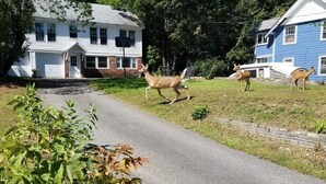 A residential area with two houses, a driveway, and deer in the background.