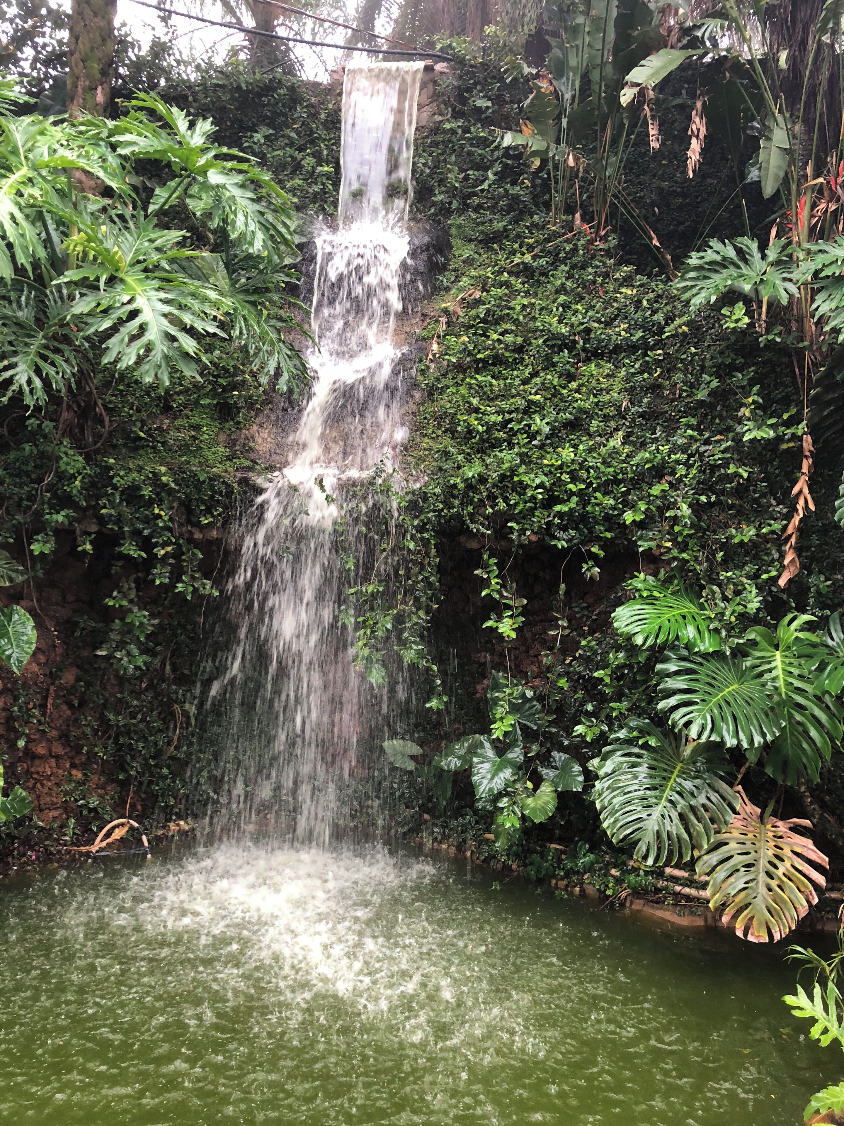A waterfall cascading into a pool surrounded by dense foliage.