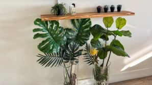 Un salon avec un téléviseur fixé au mur, une étagère en bois ornée de petites plantes et une table en verre sur laquelle sont disposées de grandes plantes vertes.