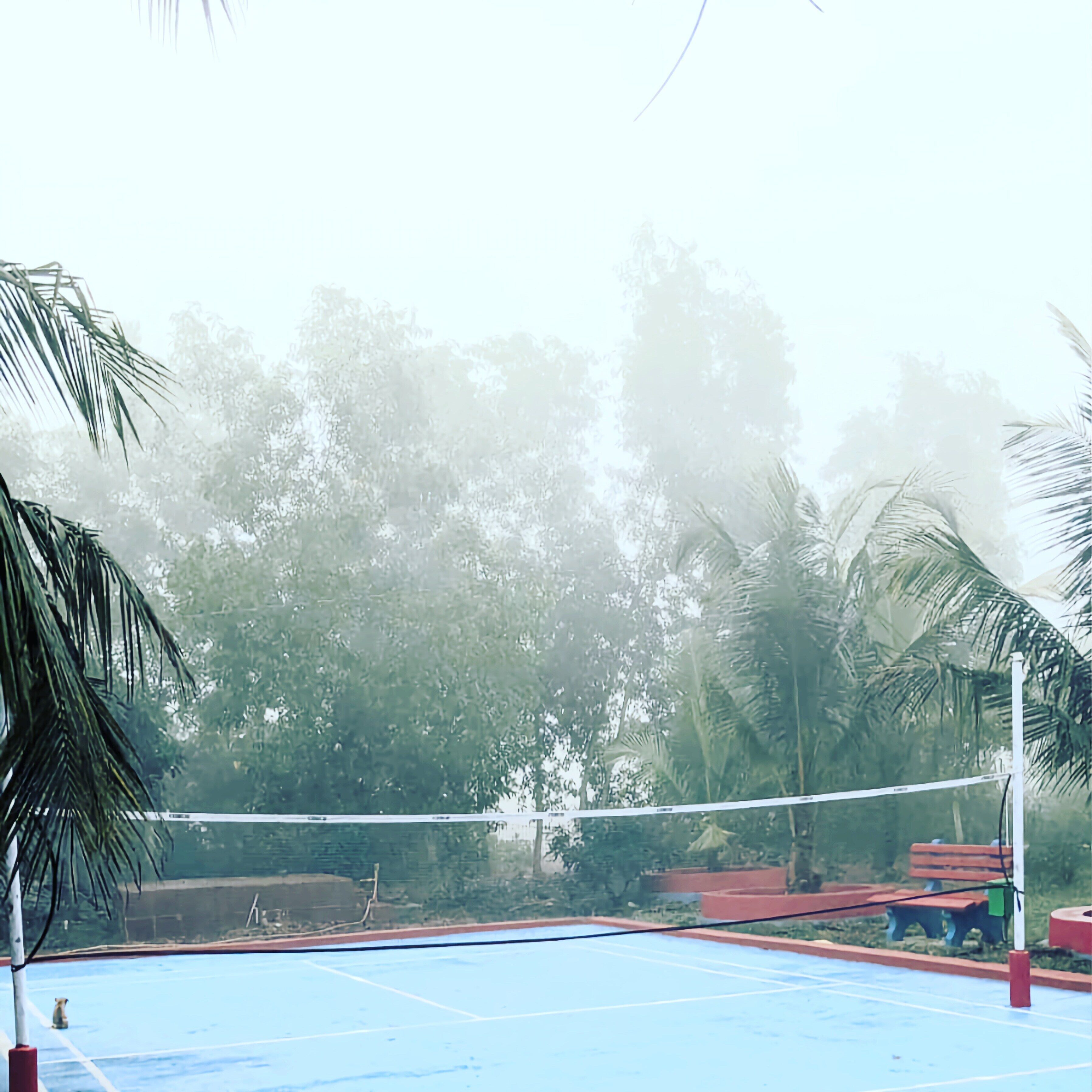 Una cancha de voleibol al aire libre con una red, rodeada de palmeras y vegetación.