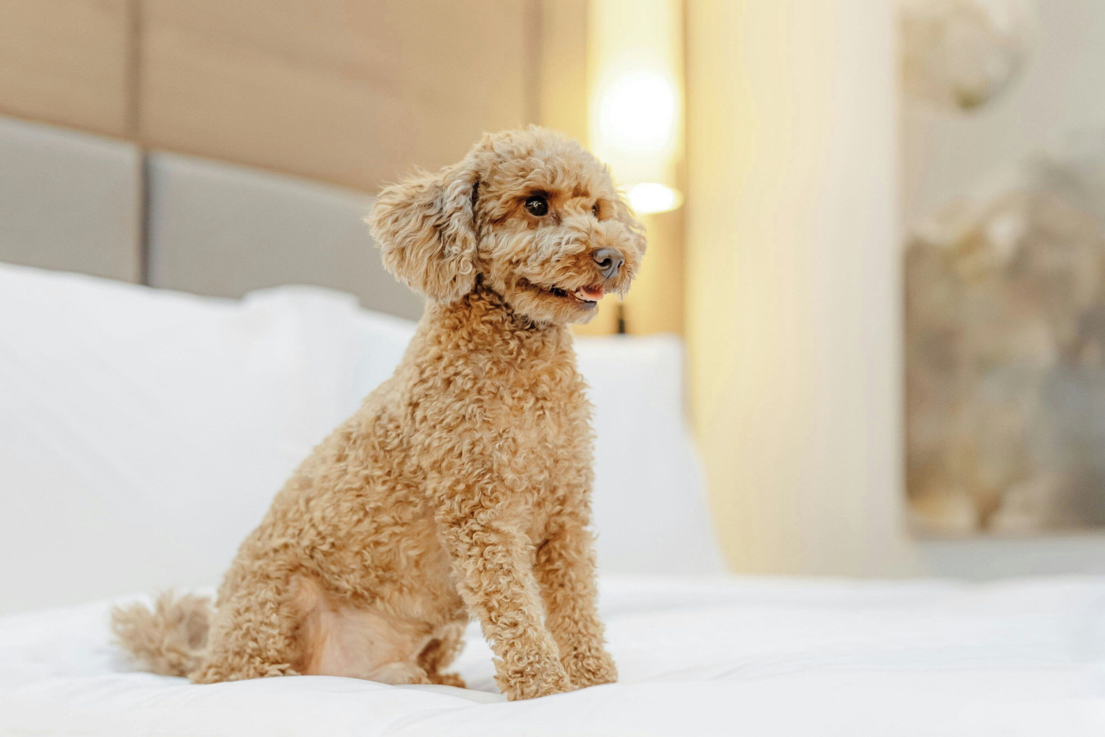 Un piccolo cane con riccioli seduto su un letto con biancheria bianca.
