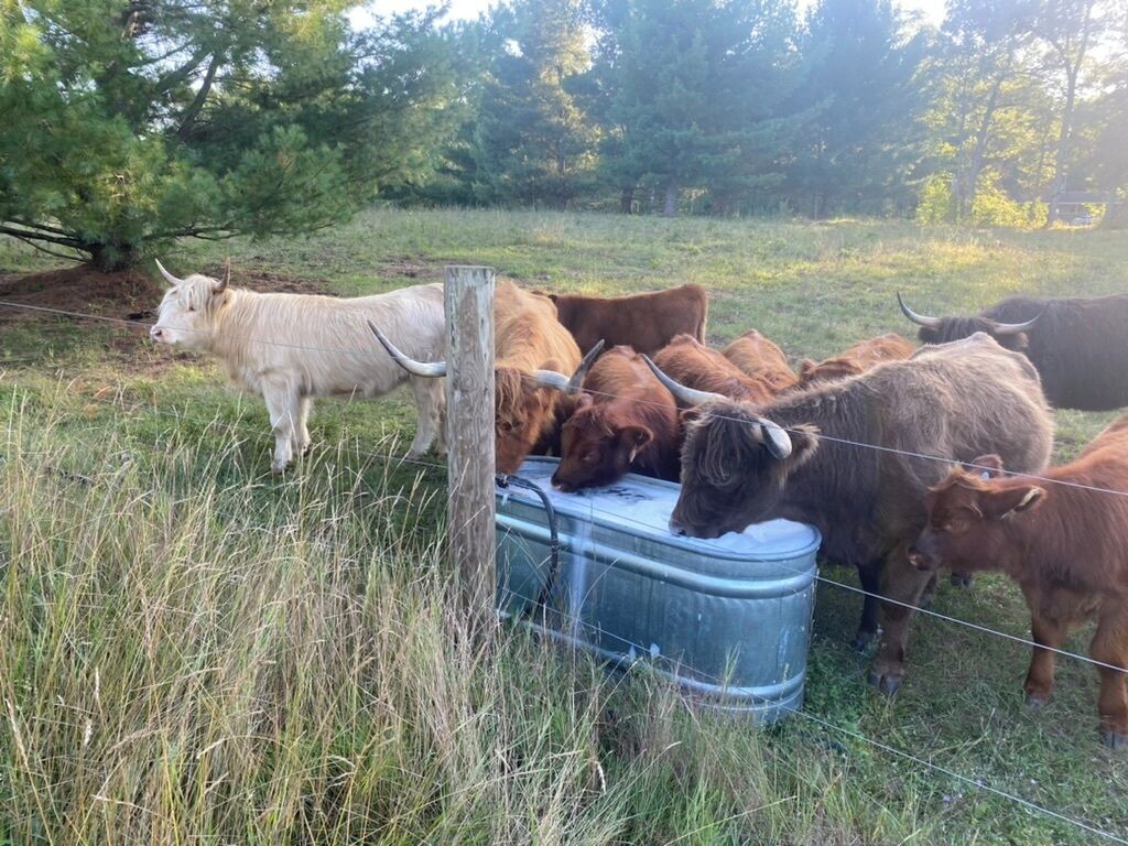 A group of cattle drinking from a metal trough in a grassy field with trees in the background.