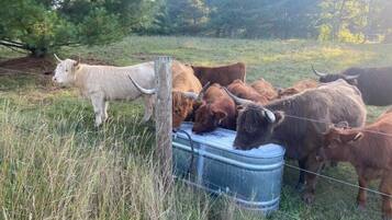A group of cattle drinking from a metal trough in a grassy field with trees in the background.