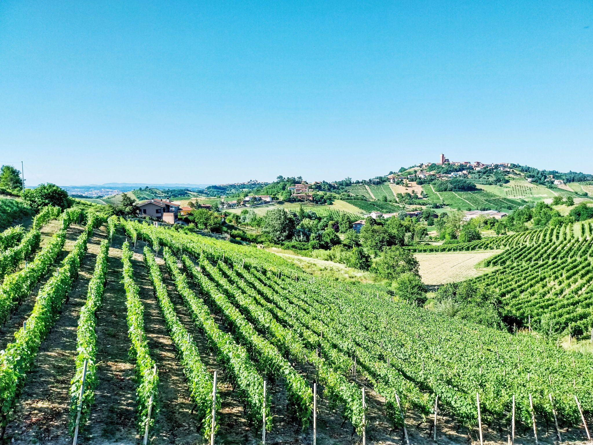 A vineyard with rows of grapevines and a distant view of a town on a hill.