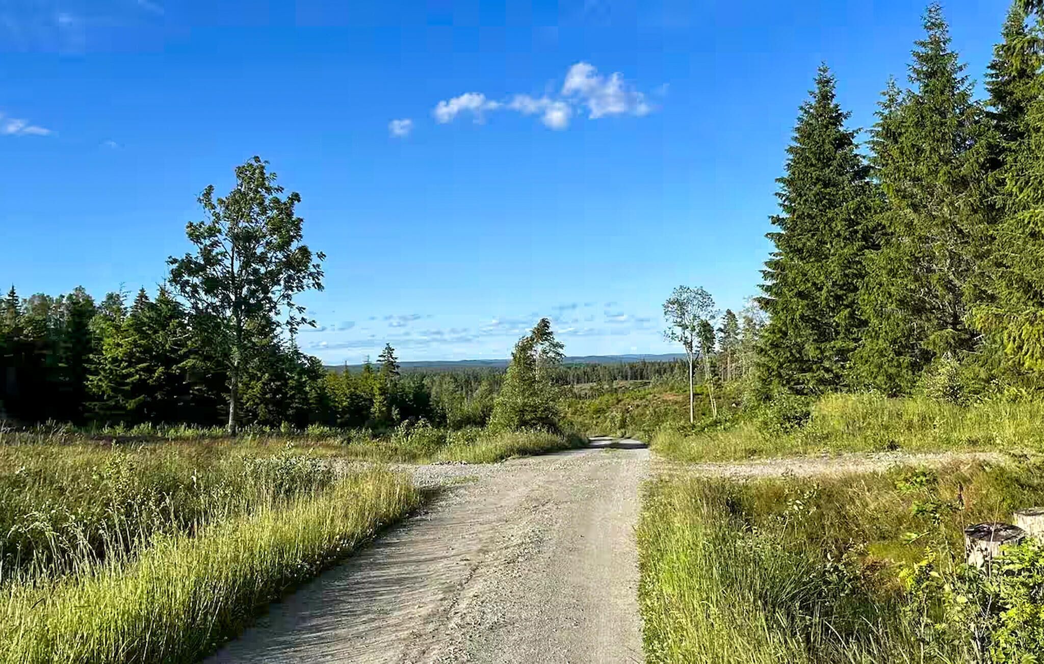 A rural dirt road flanked by dense forests and a clear blue sky.