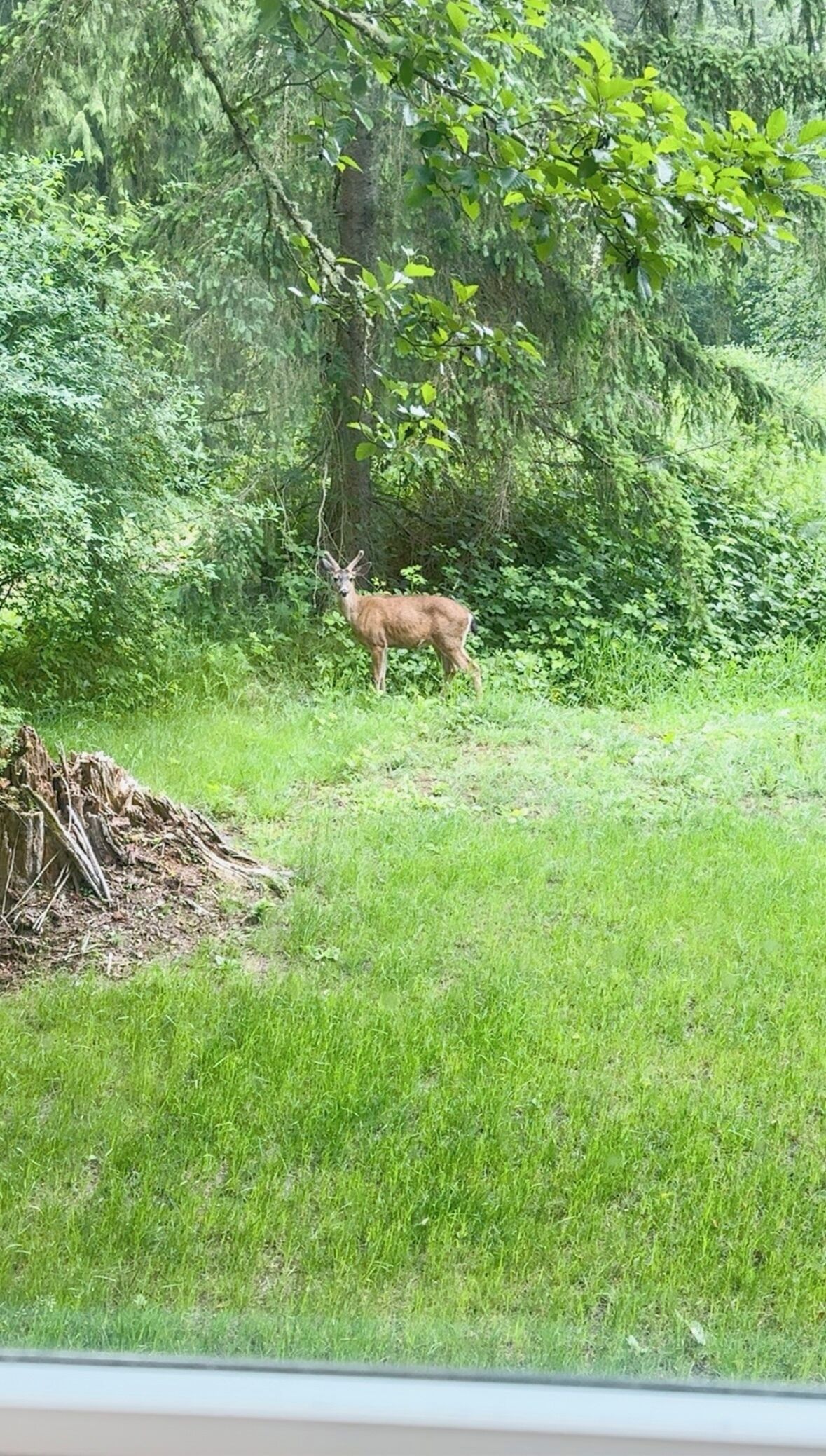 Ein Reh in einer grünen Wiese mit dichtem Unterholz und Bäumen im Hintergrund.