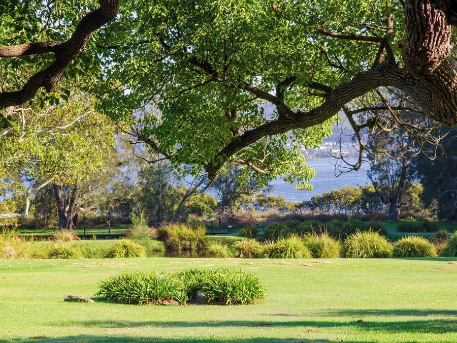 A park with a large tree, grassy areas, and a body of water in the background.