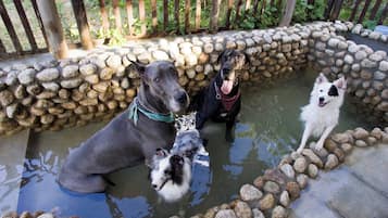 Aceita animais de estimação
