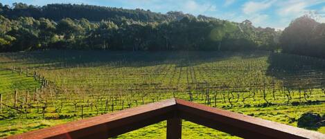 A vineyard with rows of grapevines and a wooden fence in the foreground.