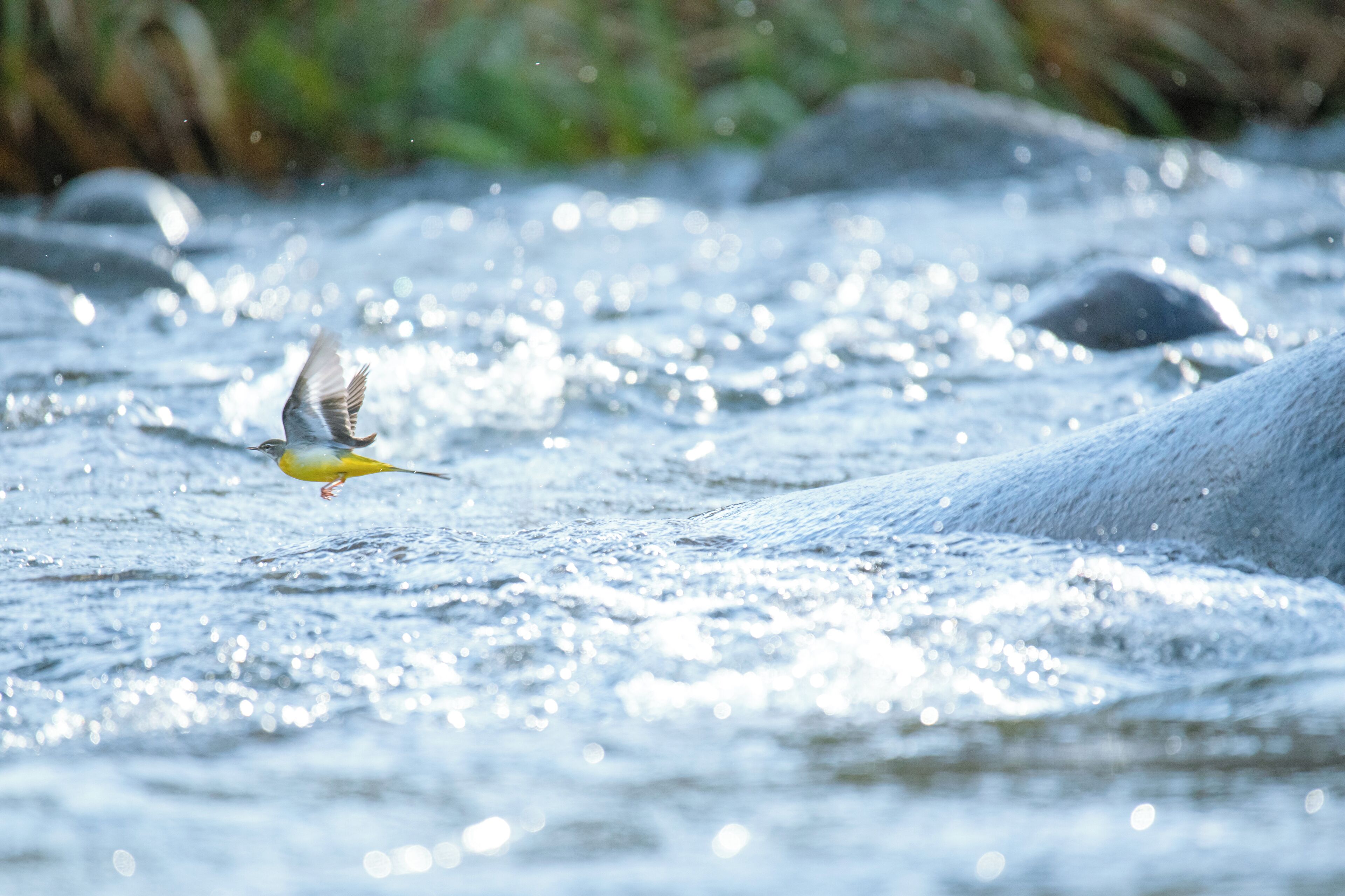 A bird flying over a stream with rocks and greenery in the background.