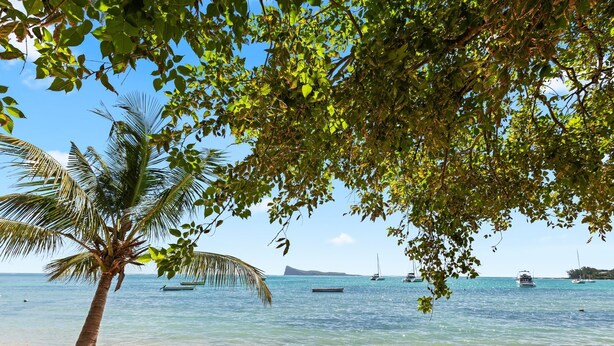 Una playa con una palmera, agua azul cristalina y barcos a lo lejos.