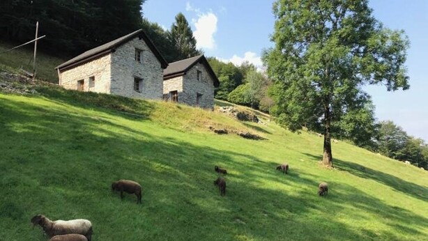 A stone building with a sloped roof, surrounded by a grassy hillside with sheep grazing. - Idyllic country house in Rasa - Centovalli (Centovalli)