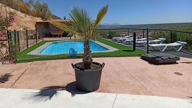 Zona de piscina amb una palmera, gandules i vistes al paisatge.
