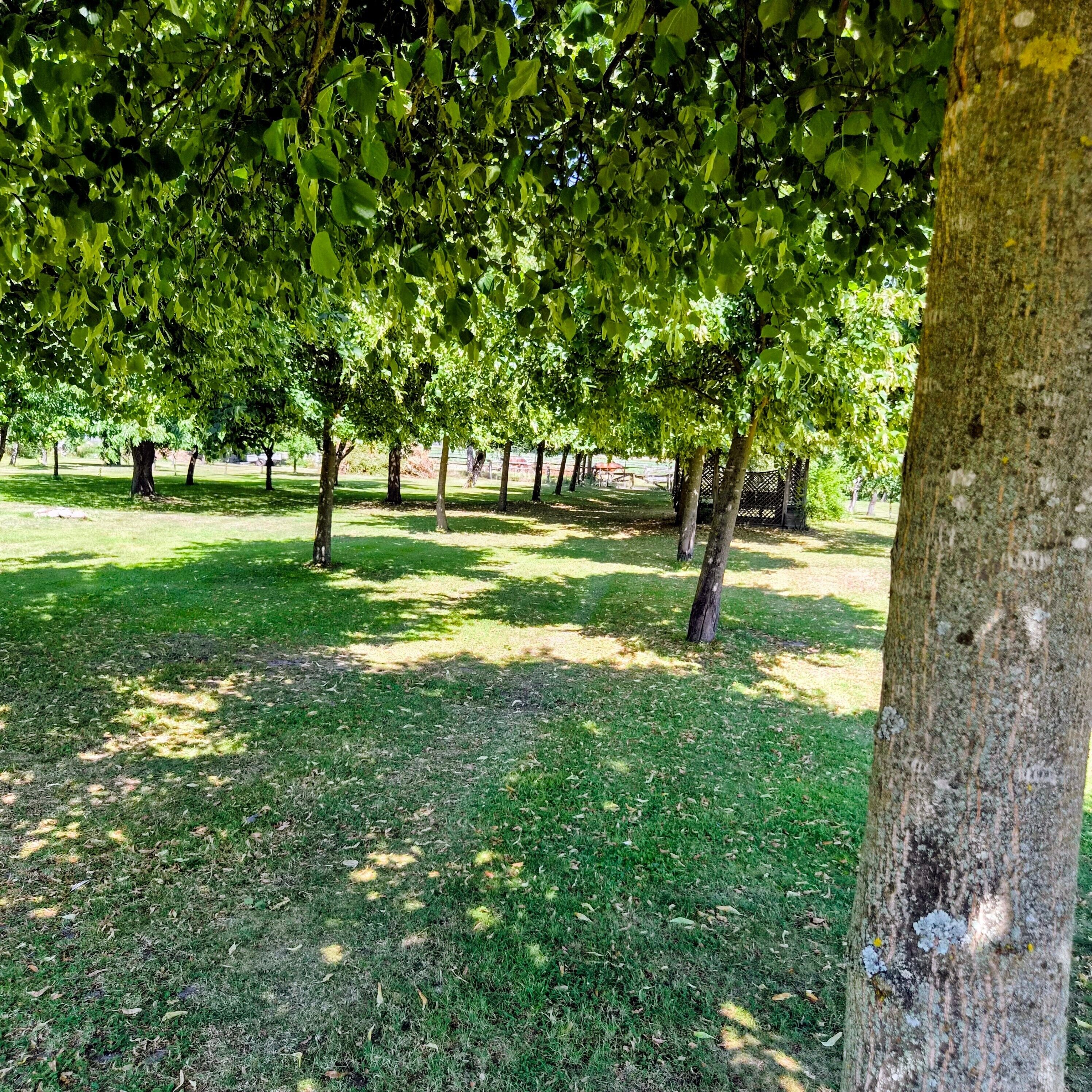 A park with trees and grass.