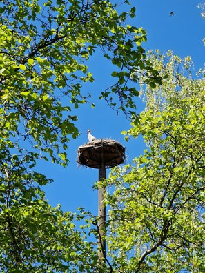 Un nid d’oiseau perché sur un poteau, entouré de feuilles vertes.