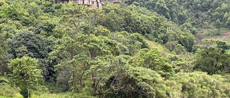 A building with a dome-shaped roof surrounded by dense forest and a body of water.