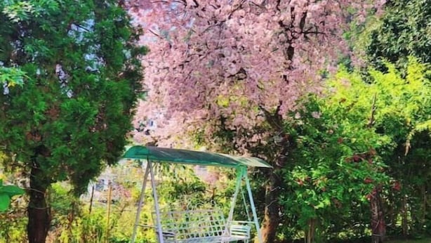 Un jardín con un cerezo en flor, una hamaca y un pabellón.