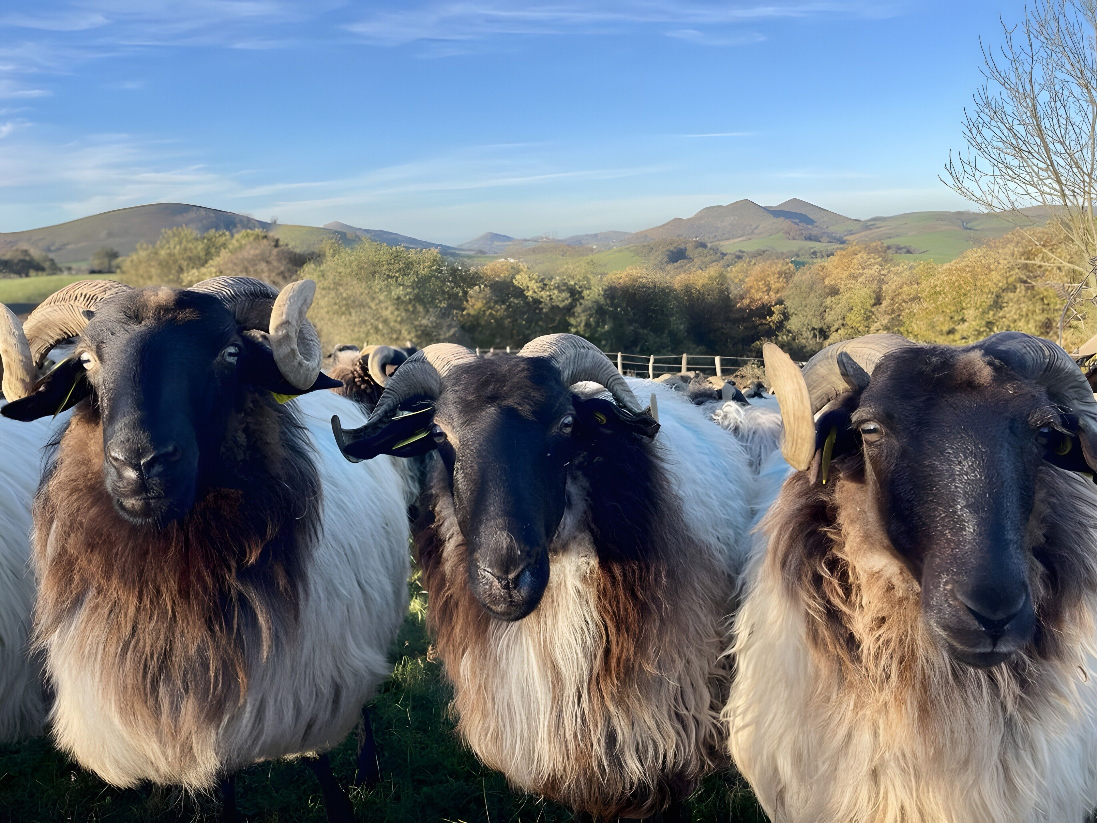 A group of sheep with prominent horns and thick woolly coats in a grassy field with a mountainous backdrop.
