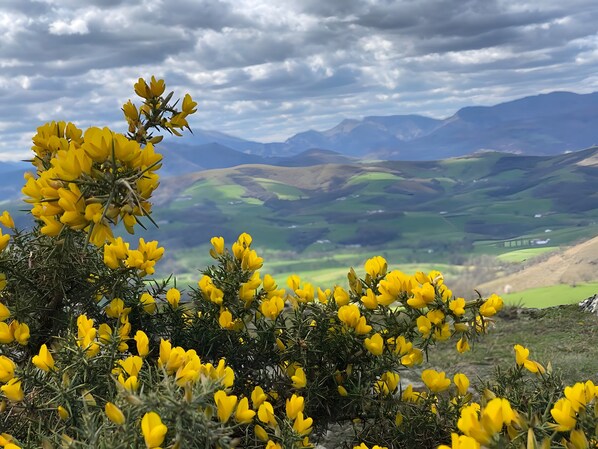 Un paisaje con flores amarillas y colinas onduladas al fondo.