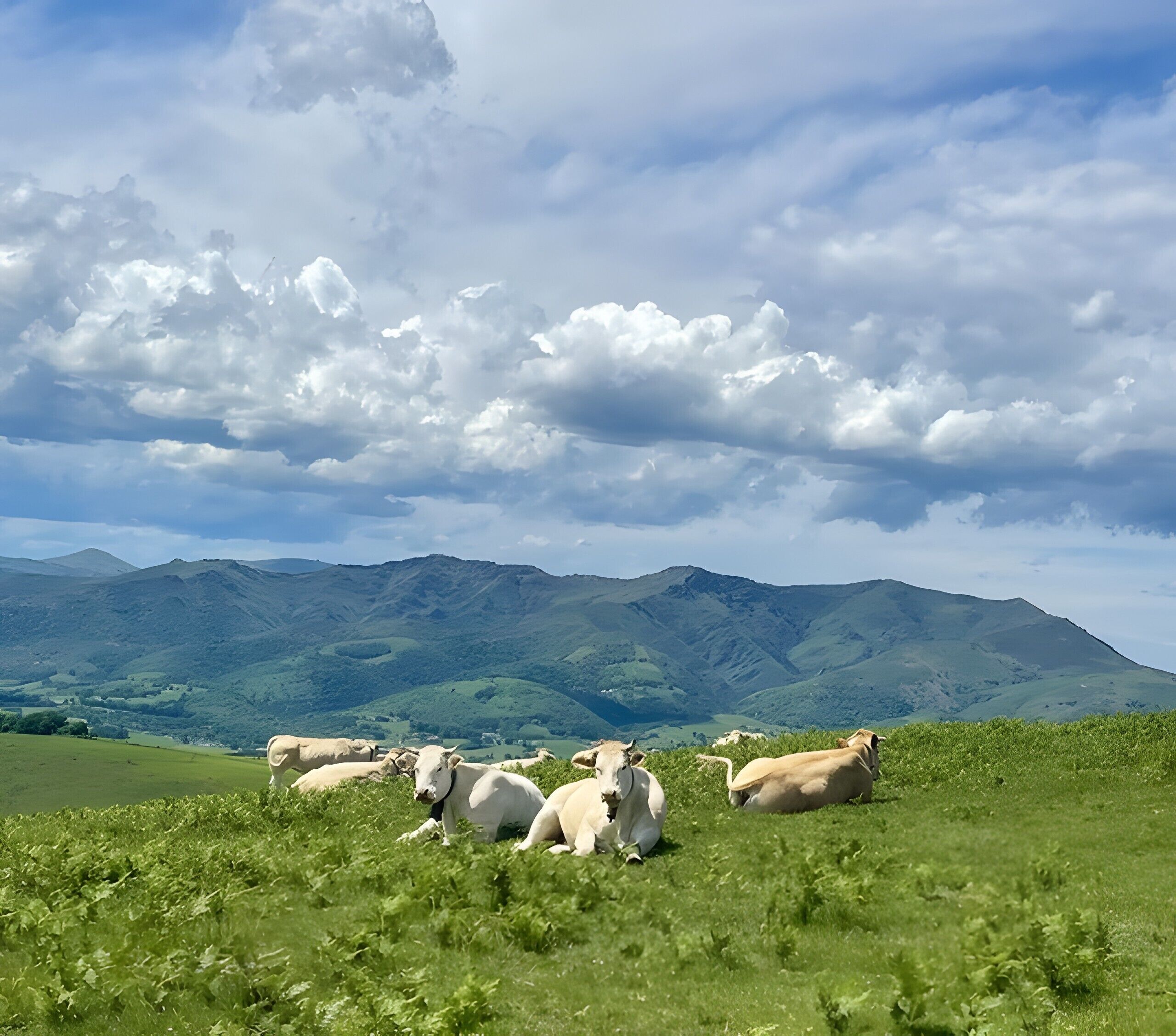 A landscape with grazing cows and mountains in the background.