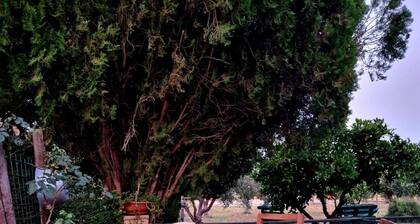 La Mandragola Relais - Il Torchio 1